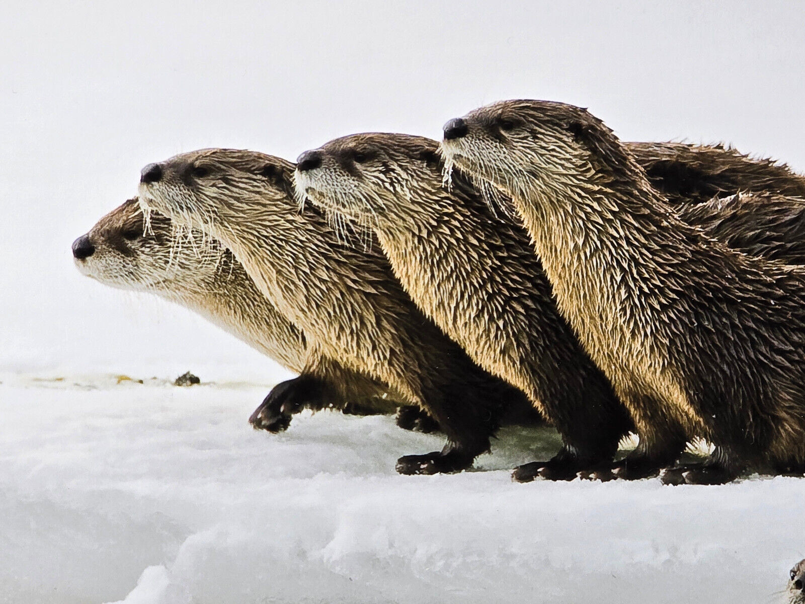 Signed Matted & Framed Award Winning Photograph by Mike Robinson, Romp of Otters