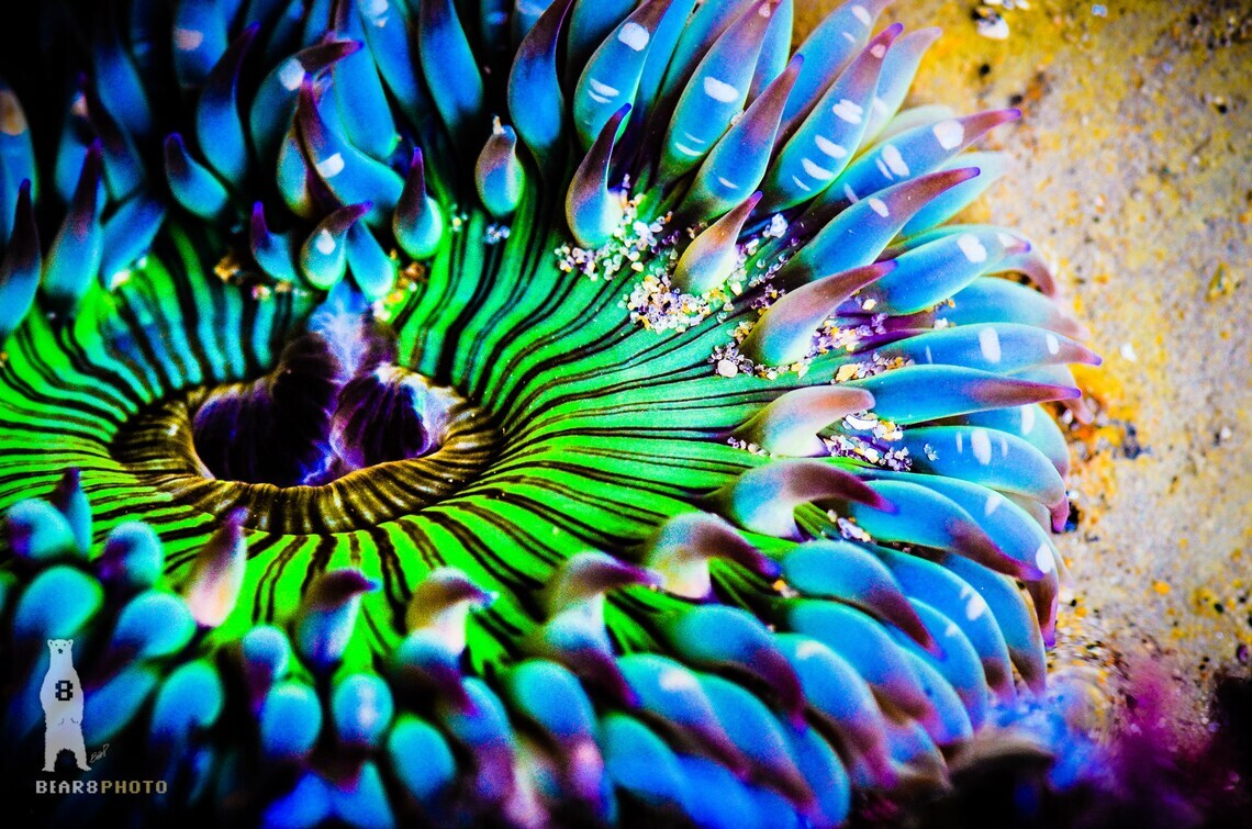 Sea Anemone – Colorful Underwater Photography Prints / Wall Art