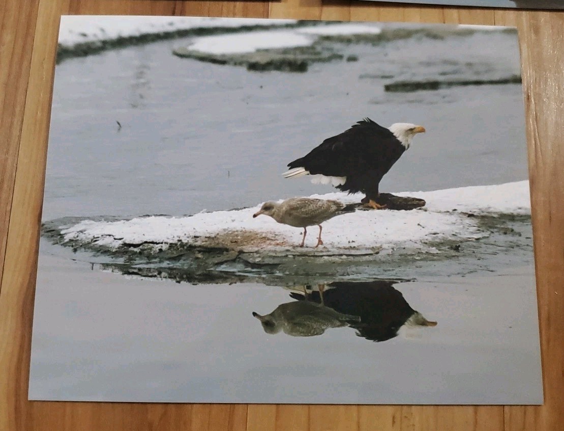 American Bald Eagle Print Pictures Lot of 3 Standing Nature Preserve Water 8×10