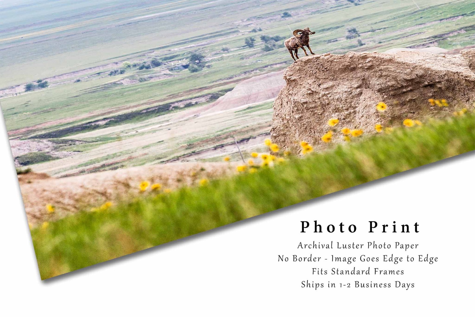 Wildlife Photography Print – Bighorn Sheep Badlands National Park South Dakota