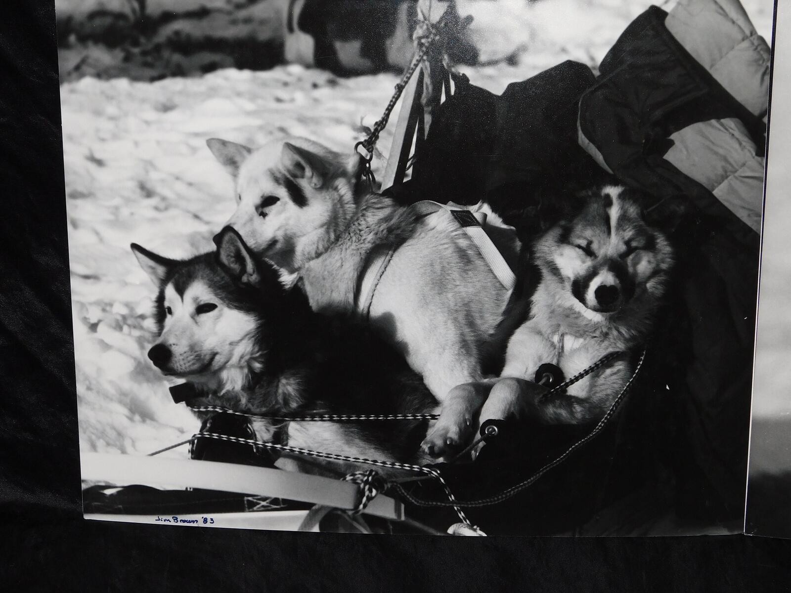 Alaska Iditarod Dog Sled Race 1985 Jim Brown Signed Mounted Set 6 Photos