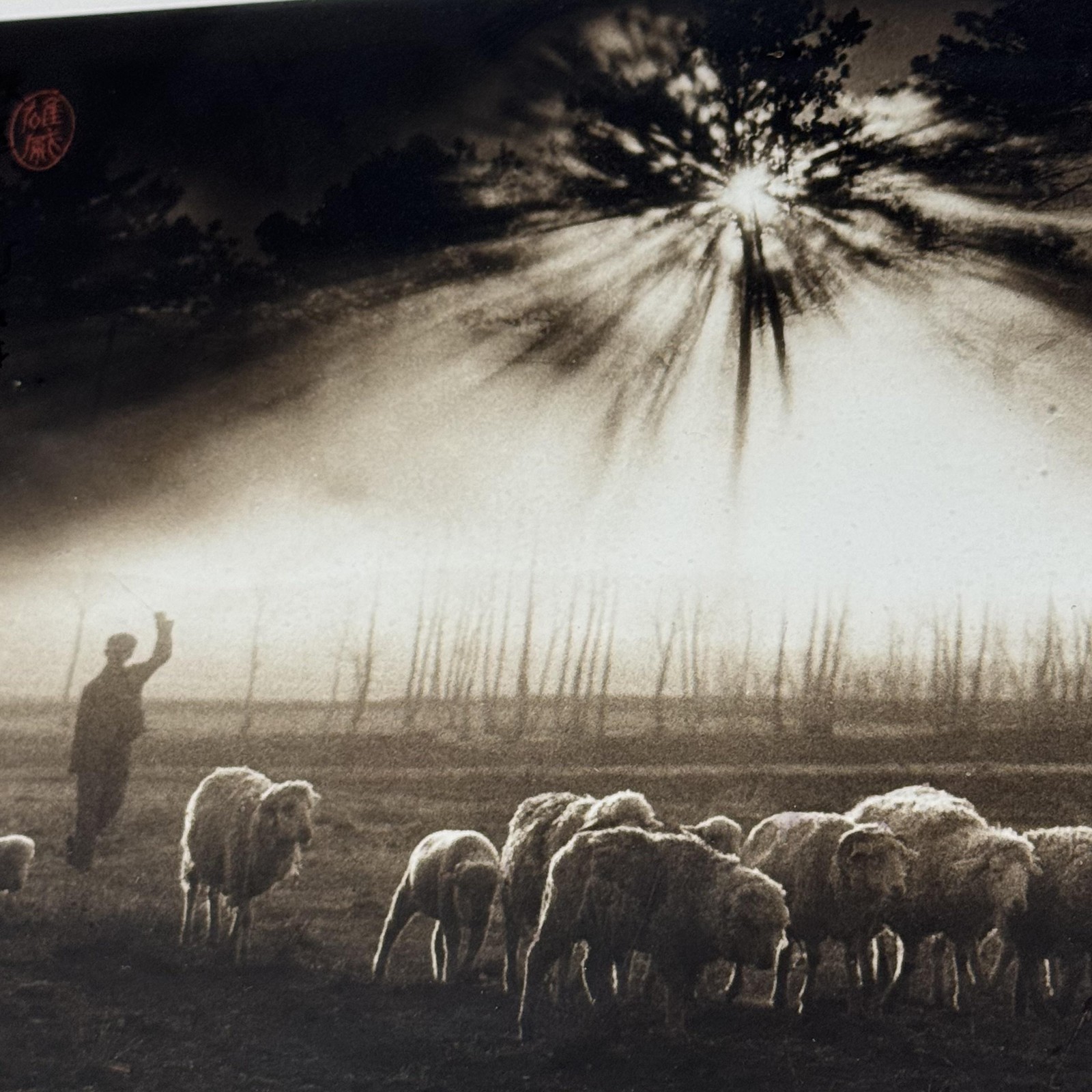 Vintage 1986 Don Hong Oai Sheeping Sheep Landscape Photograph 8×10 Sepia Framed