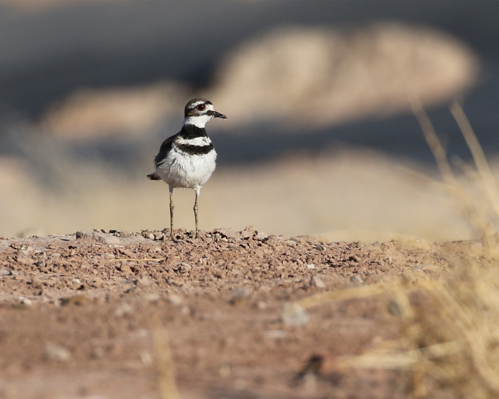 Killdeer Bird 8″x10″ Photograph 8×10 Print