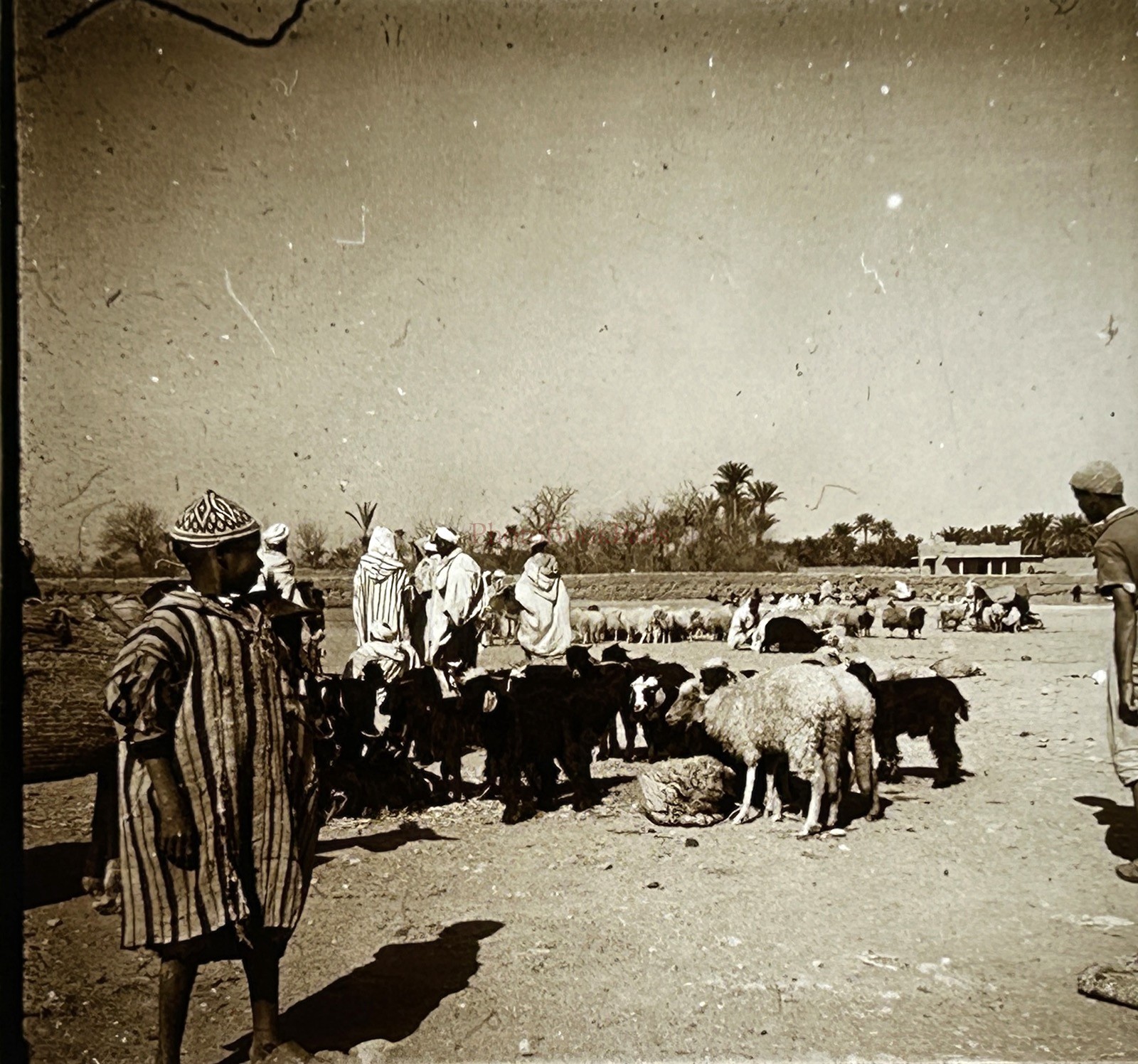 Maghreb Maroc Bergers C1925 Photo Plate Stereo Vintage V51L24N
