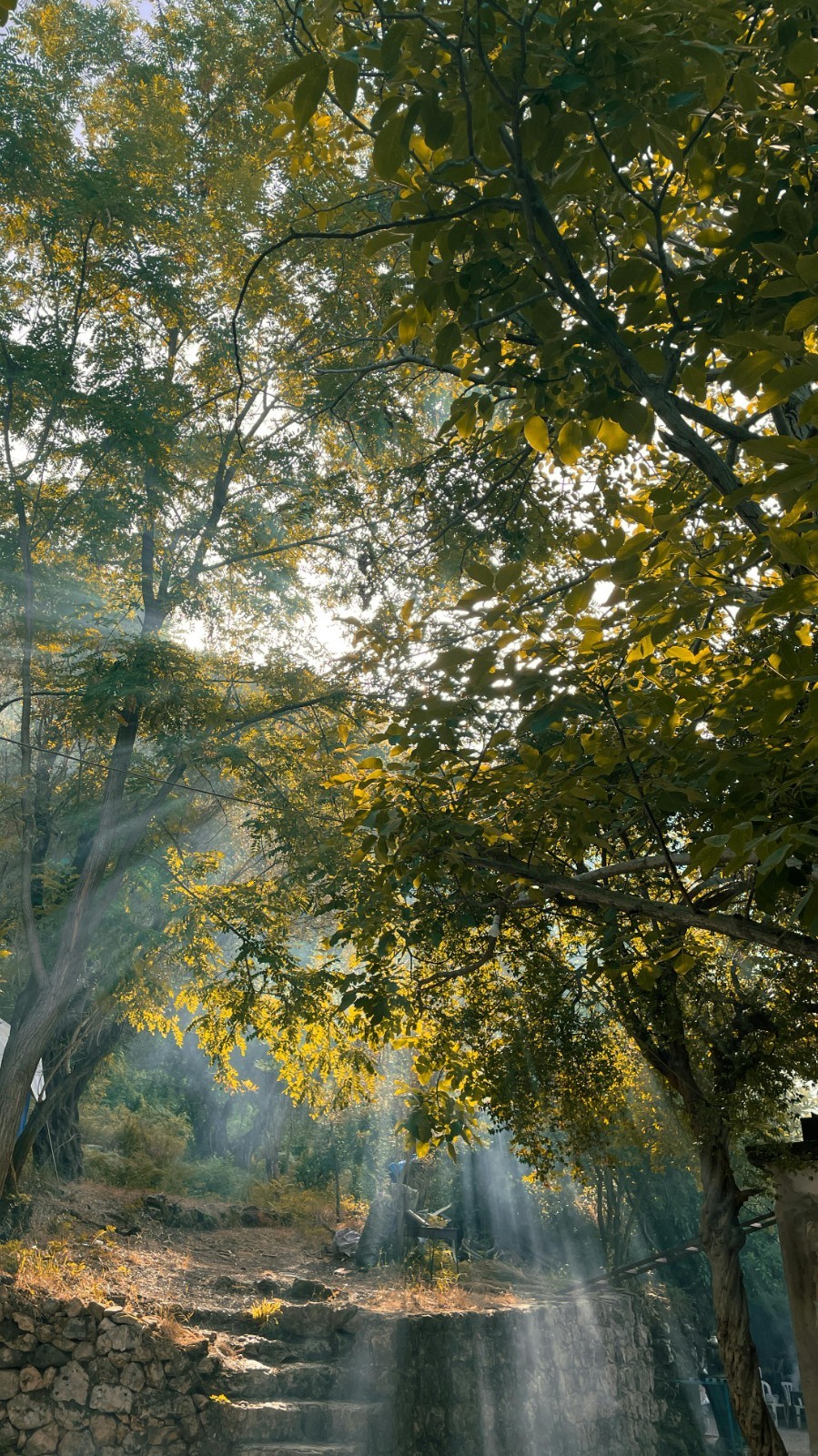Digital Image Picture Photo Pic Wallpaper Background Trees Nature Forest 6542