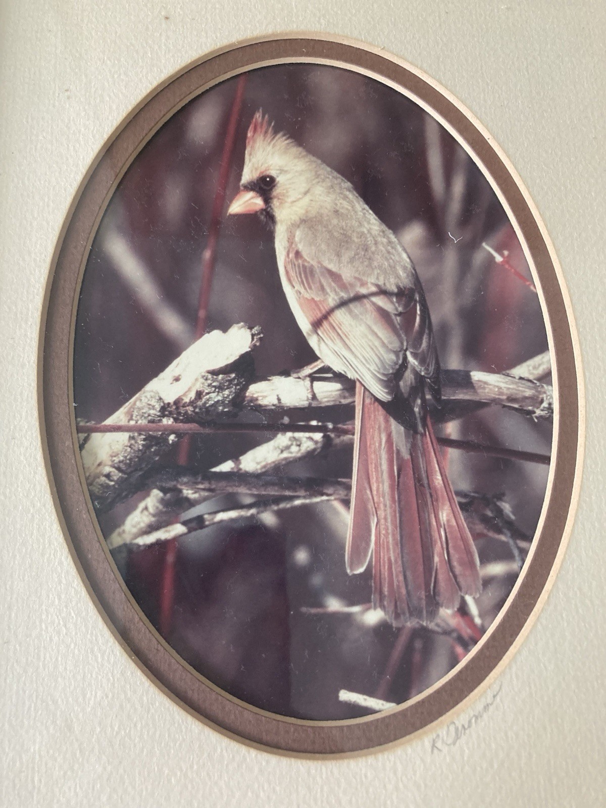 Rick Denomme Bird Photography Set of 4 Framed Cardinal Chickadee Titmouse Signed