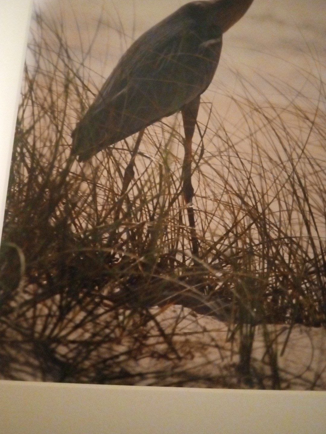 BLUE HERON Art Print Photography Signed Erica Boerma