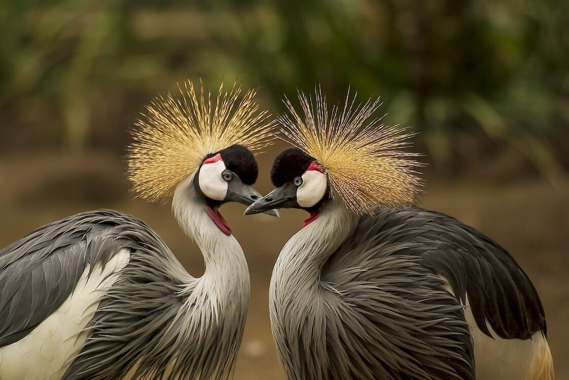 Digital Image Picture Photo Pic Wallpaper Background Crowned Crane Love Birds