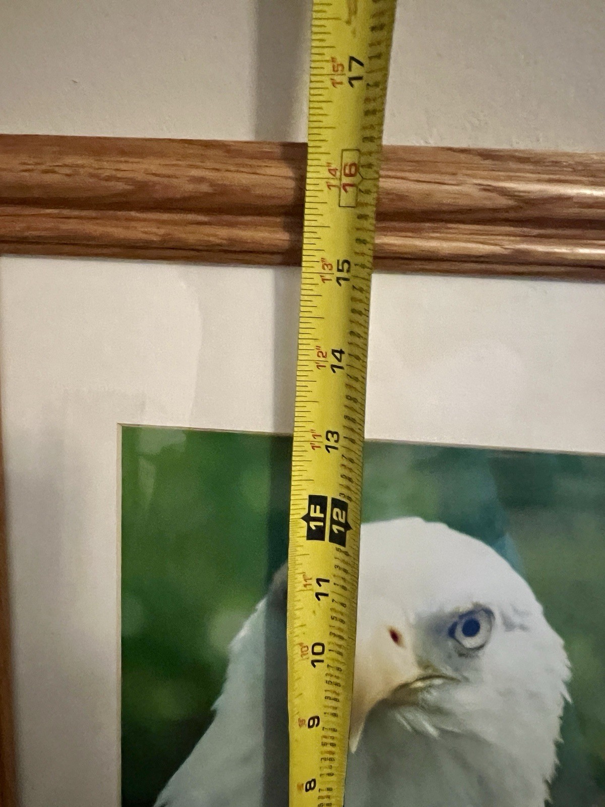 “Eagle Stare” Photograph 9/90 2001 framed under glass wall art Bald Eagle signed