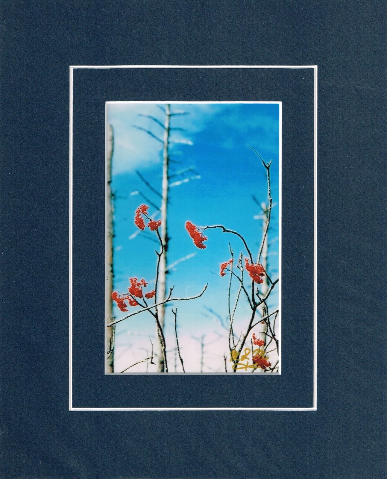 Winter Trees 4×6 Photo in Unframed 8×10 Matted Print with COA, Signed by Artist