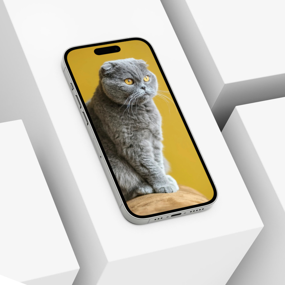 Cute Cat Animal Wallpaper Background Digital Picture, Adorable Pet Friend