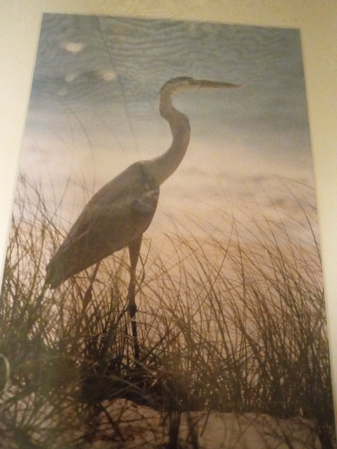 BLUE HERON Art Print Photography Signed Erica Boerma