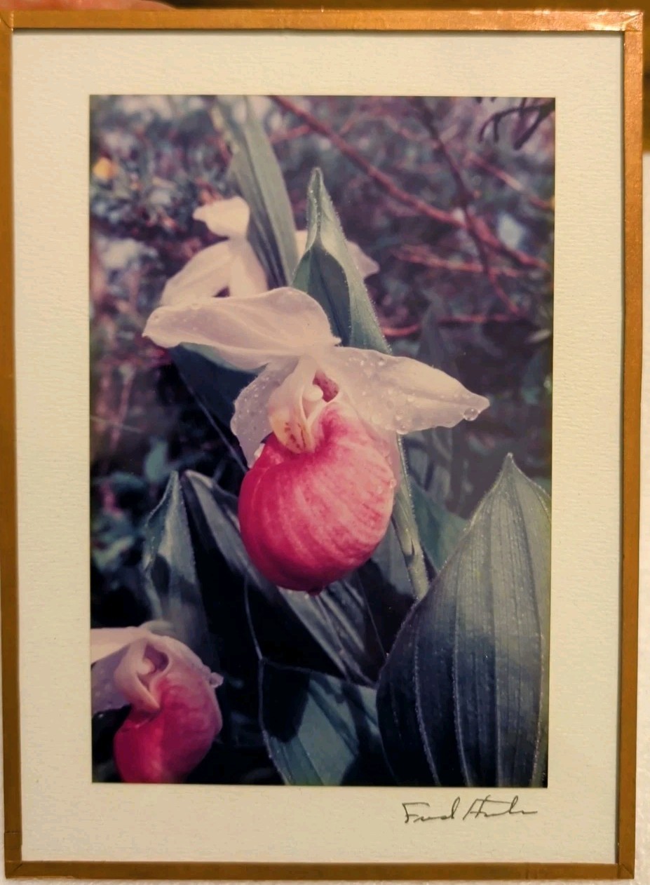 Vtg Fred Horton Photography of Ladyslipper in Copper Frame Signed 5x7in