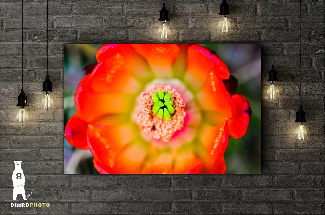 Echinocereus Coccineus (Scarlet Hedgehog Cactus) Flower – Fine Art Prints
