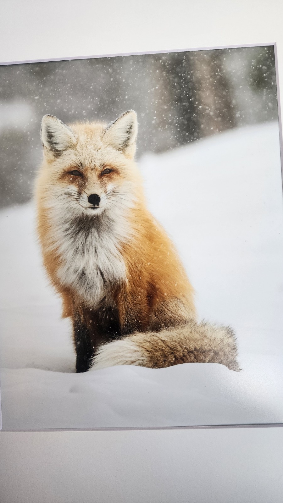 Red Fox in the Snow Original Fine Art Wildlife Photography Print by Rey Kifuri