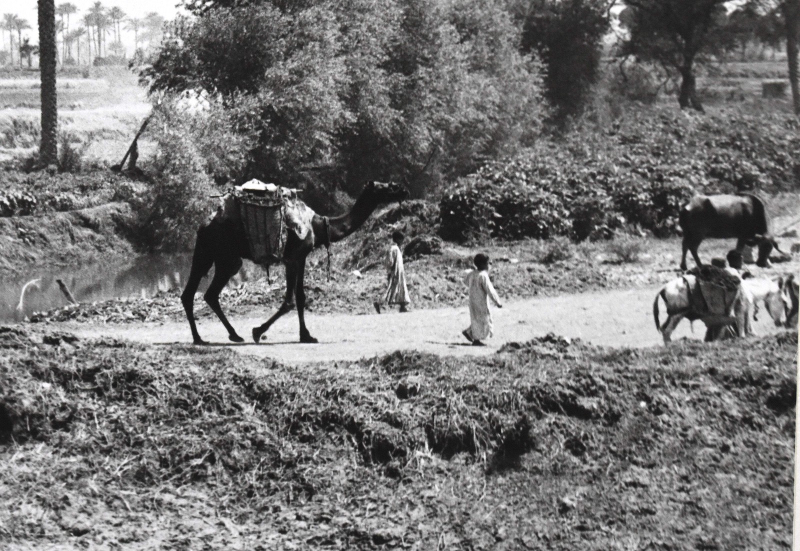 J.W. Howlett Black + white Photograph focusing on a Group of Travelers W/ Camel