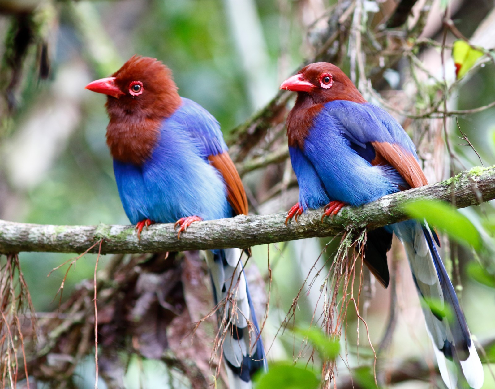 Sri Lanka Blue Magpie 11×14 Photograph Print 11″x14″ #2