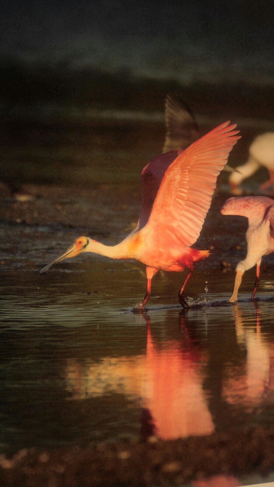 19×13 Digital Art Photograph Pink Spoonbill Bird Feeding Wildlife Bay Ocean