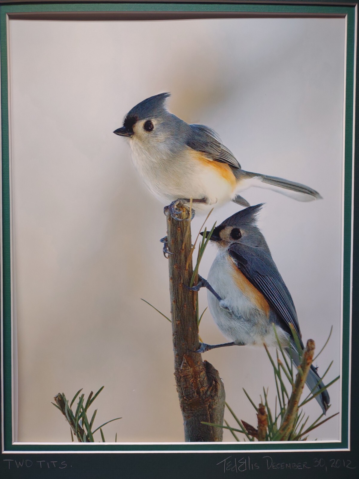 Bird Photography Two Tufted Titmouse Original Colored Print Nature Ted Ellis