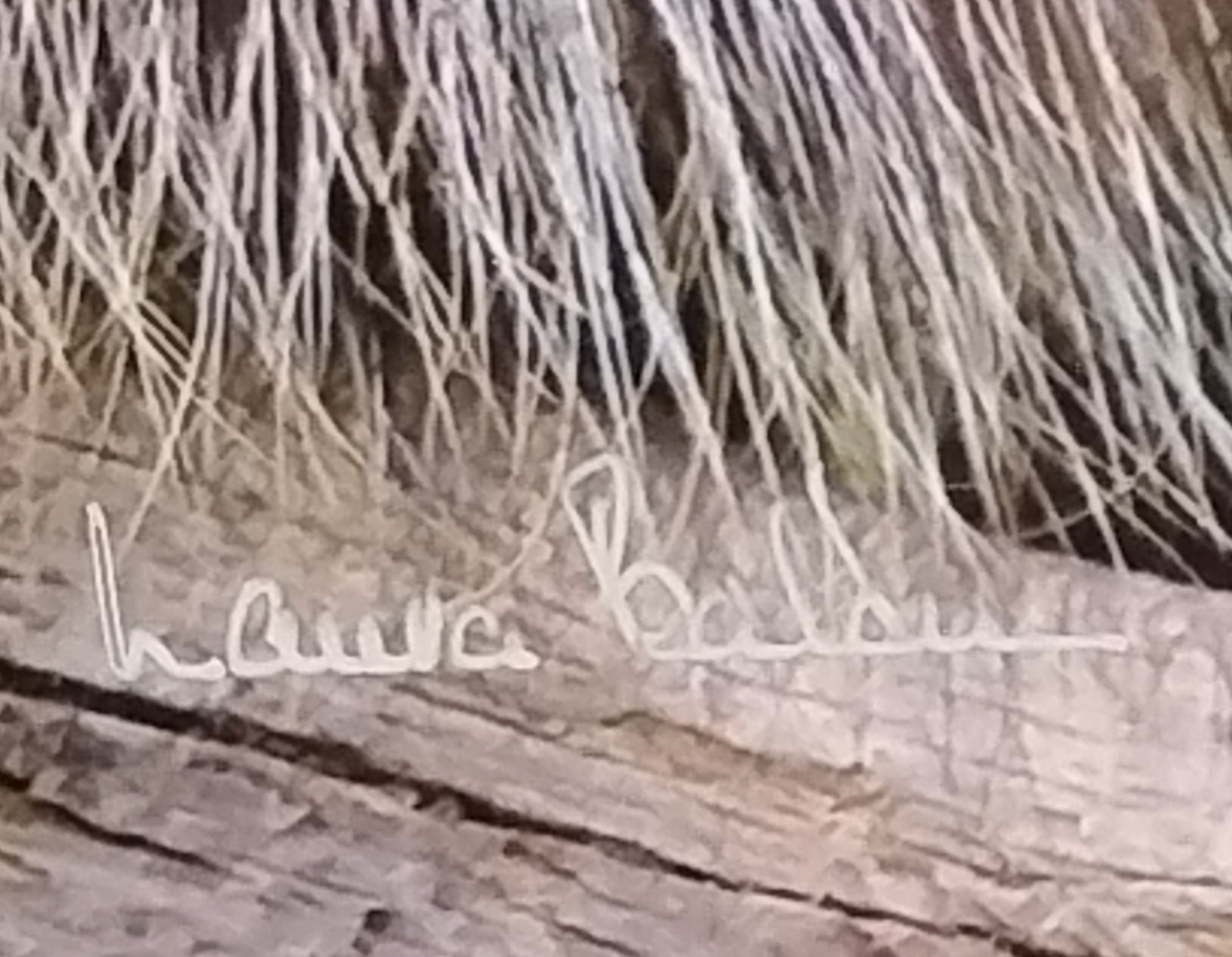 Original Wildlife Photography Art Print Baby Porcupine 16″ X 13″ Artist Signed