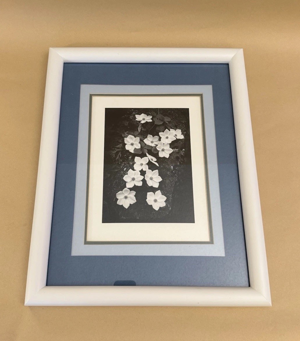 ANSEL ADAMS Dogwood Yosemite Special Edition Gelatin Silver Print Matted Only