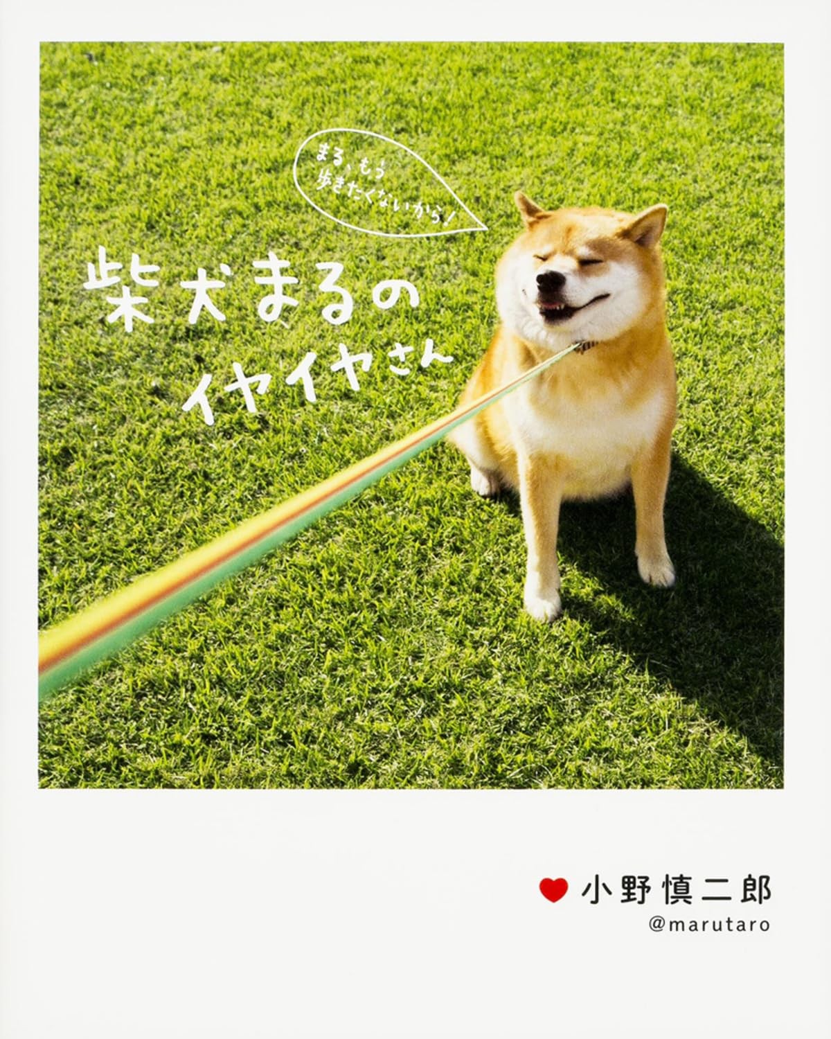Shiba Inu Maru’s Reluctant Adventures