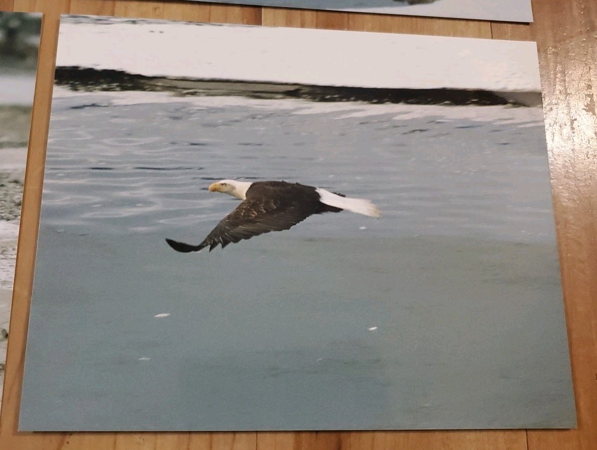 American Bald Eagle Print Pictures Lot of 4 Sitting in Branch Soaring Water 8×10