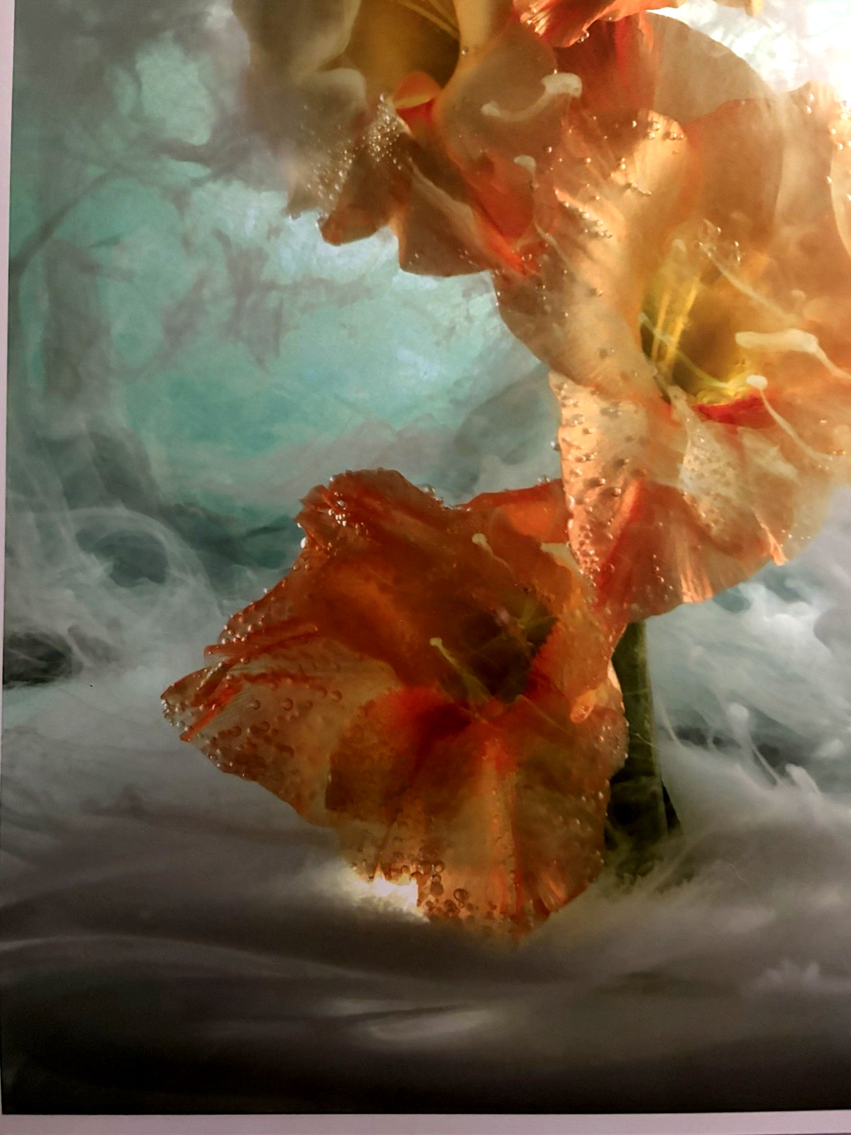 J Scott Peck Ltd Ed. 03/15 Ethereal Lighting Yellow Gladiolus Flower Photo Print
