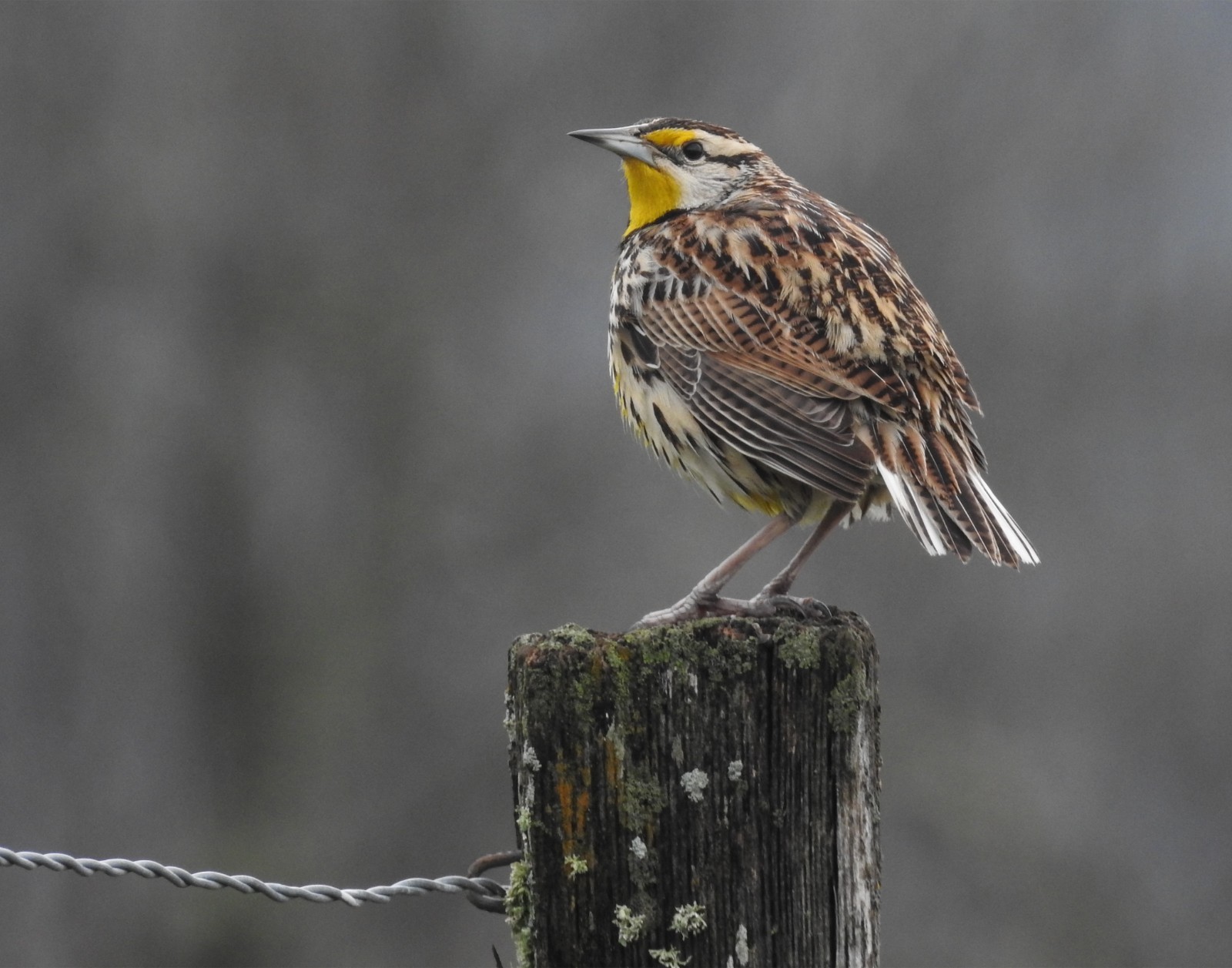 Eastern Meadowlark Bird 11×14 Photograph Print 11″x14″