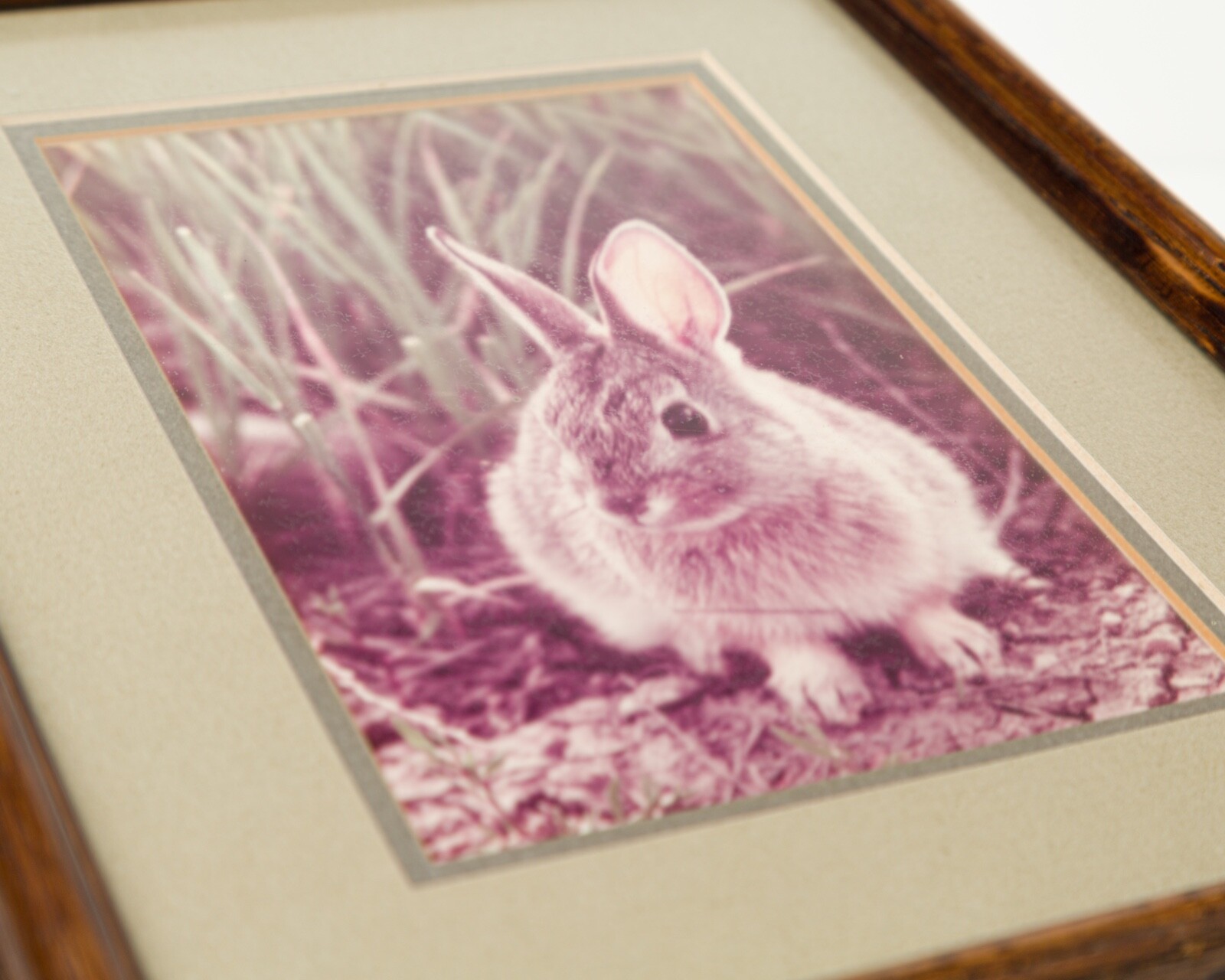 VTG Nature Photographs – Cottontail Raccoon William Ervin Natural Imagery Signed