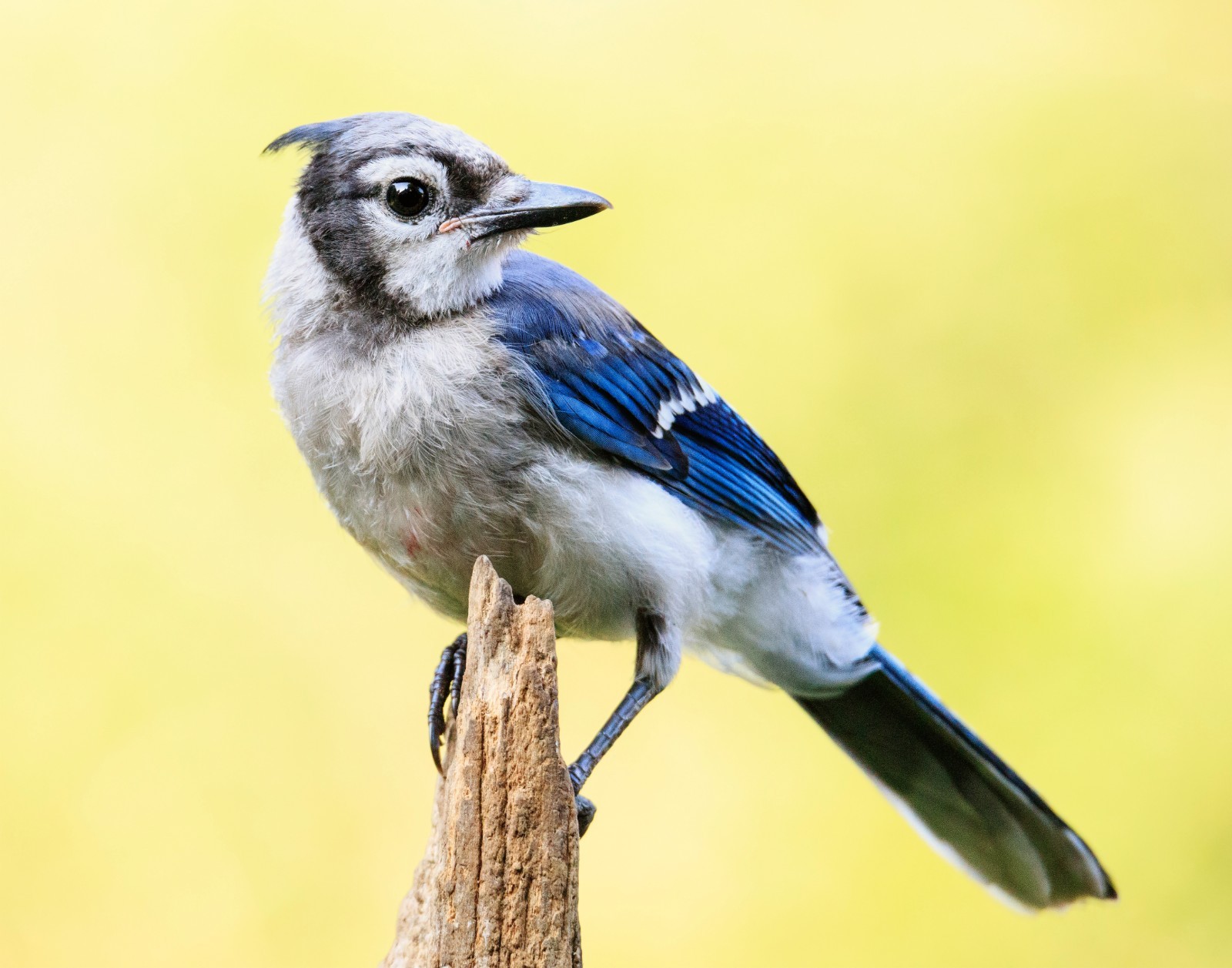 Blue Jay Bird 11×14 Photograph Print 11″x14″ #2