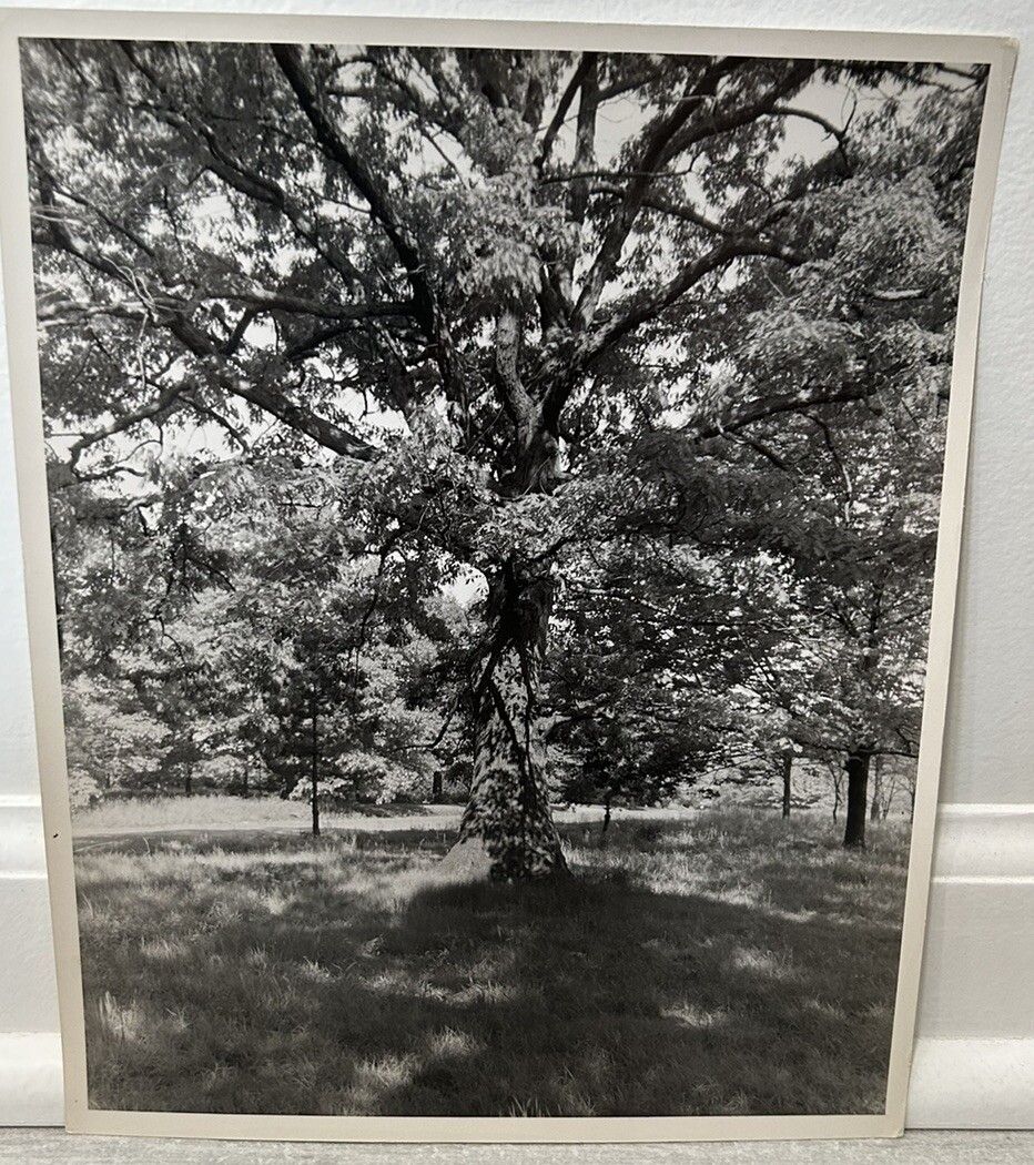 Arthur Gray Standard Oil Photographer Cleveland Ohio Americana Tree In Woods Wow