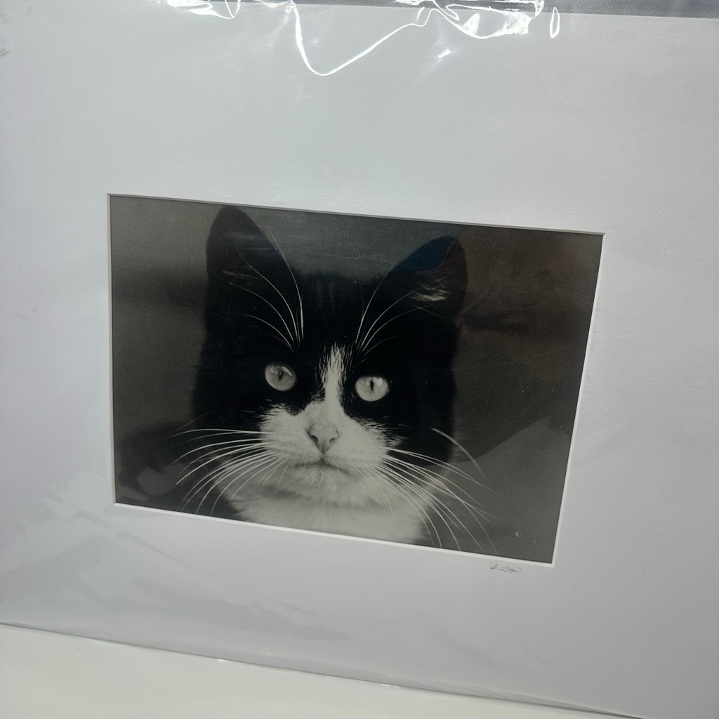 Vintagew Black & White Cat Photo Print (Signed)