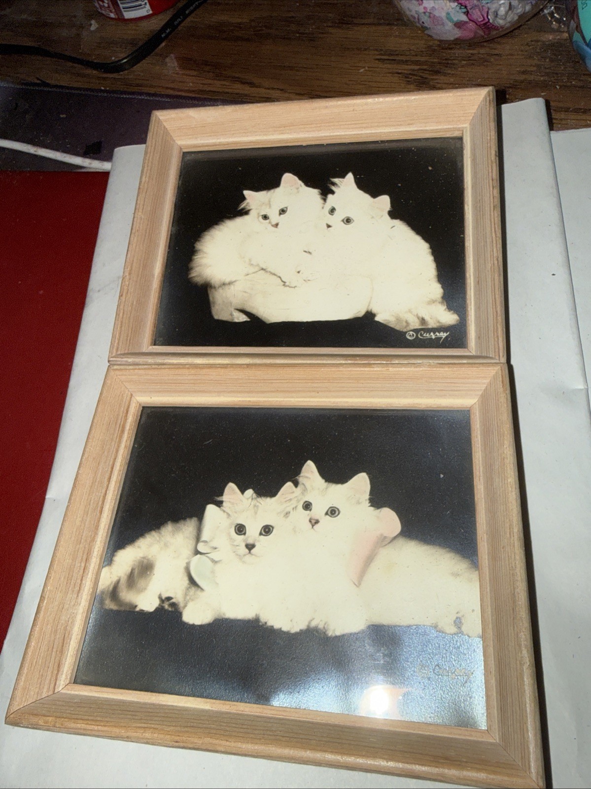 2 Bradley R. Currey photographs of white Persian cats
