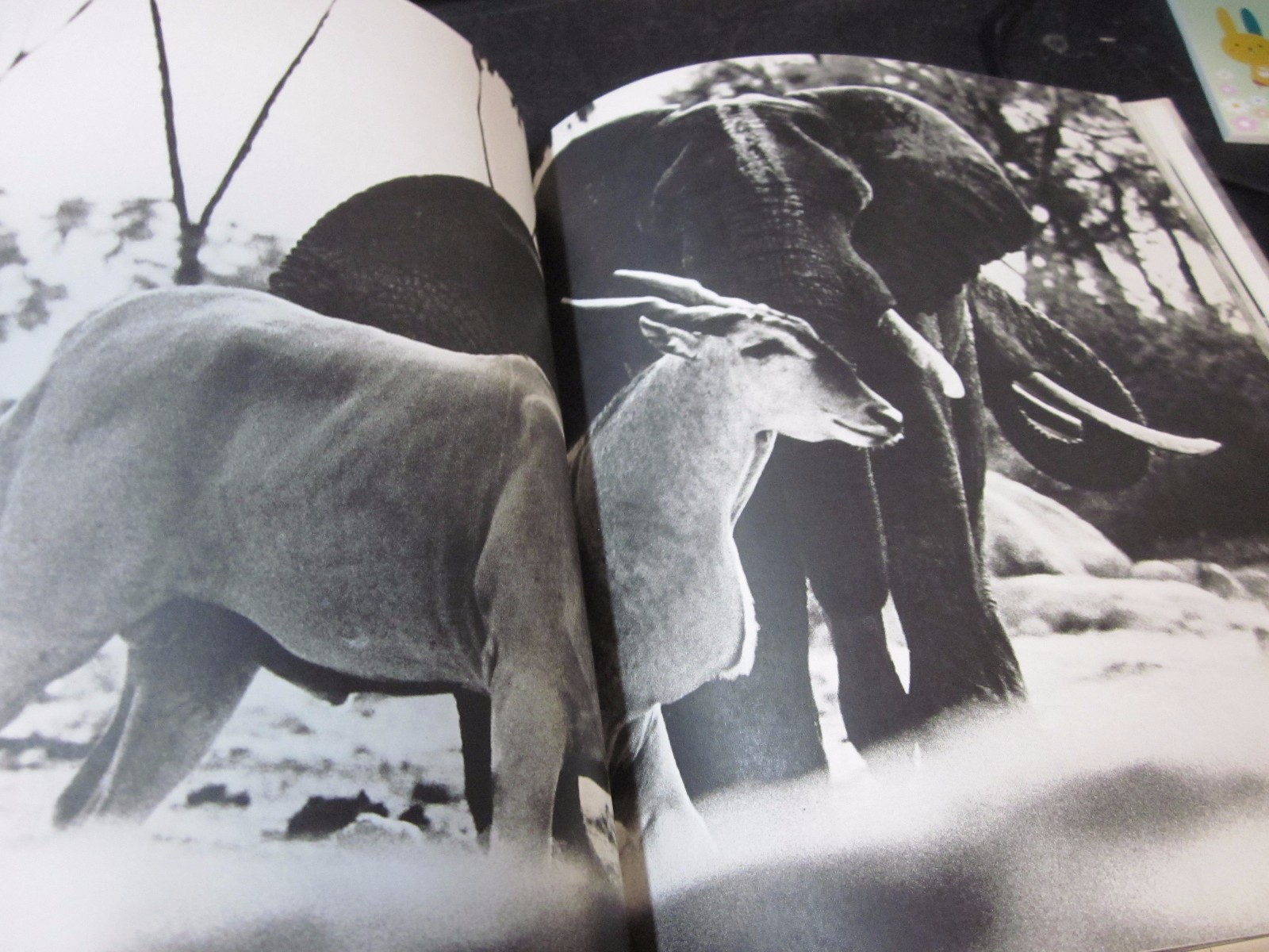 Peter Beard Photo book THE LAST WORD FROM THE PARADISE 1979 1st. edition Japan