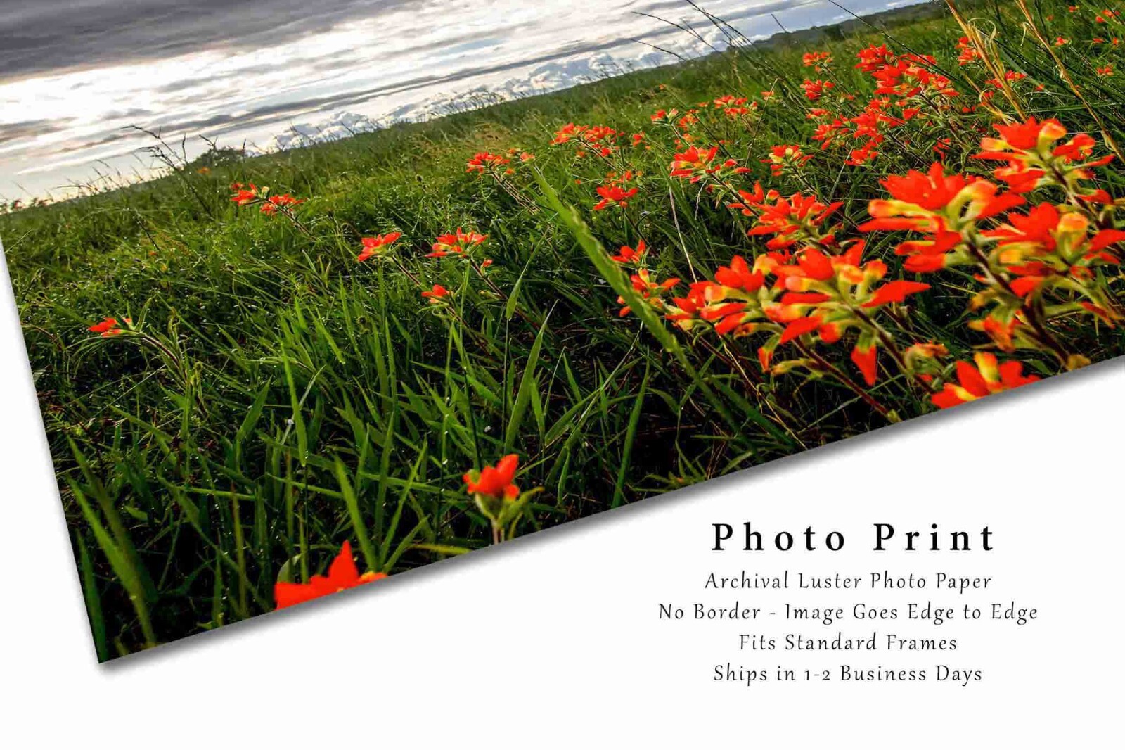 Indian Paintbrush Photography Print: Oklahoma, Wildflowers, Picture, Photo