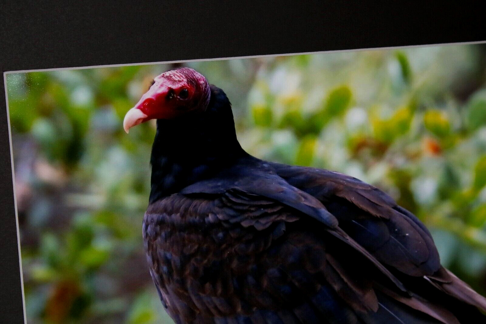 Turkey Buzzard Wildlife Photo 8″ x 10″ in 11″ x 14″ Matte Signed by Kim Barry