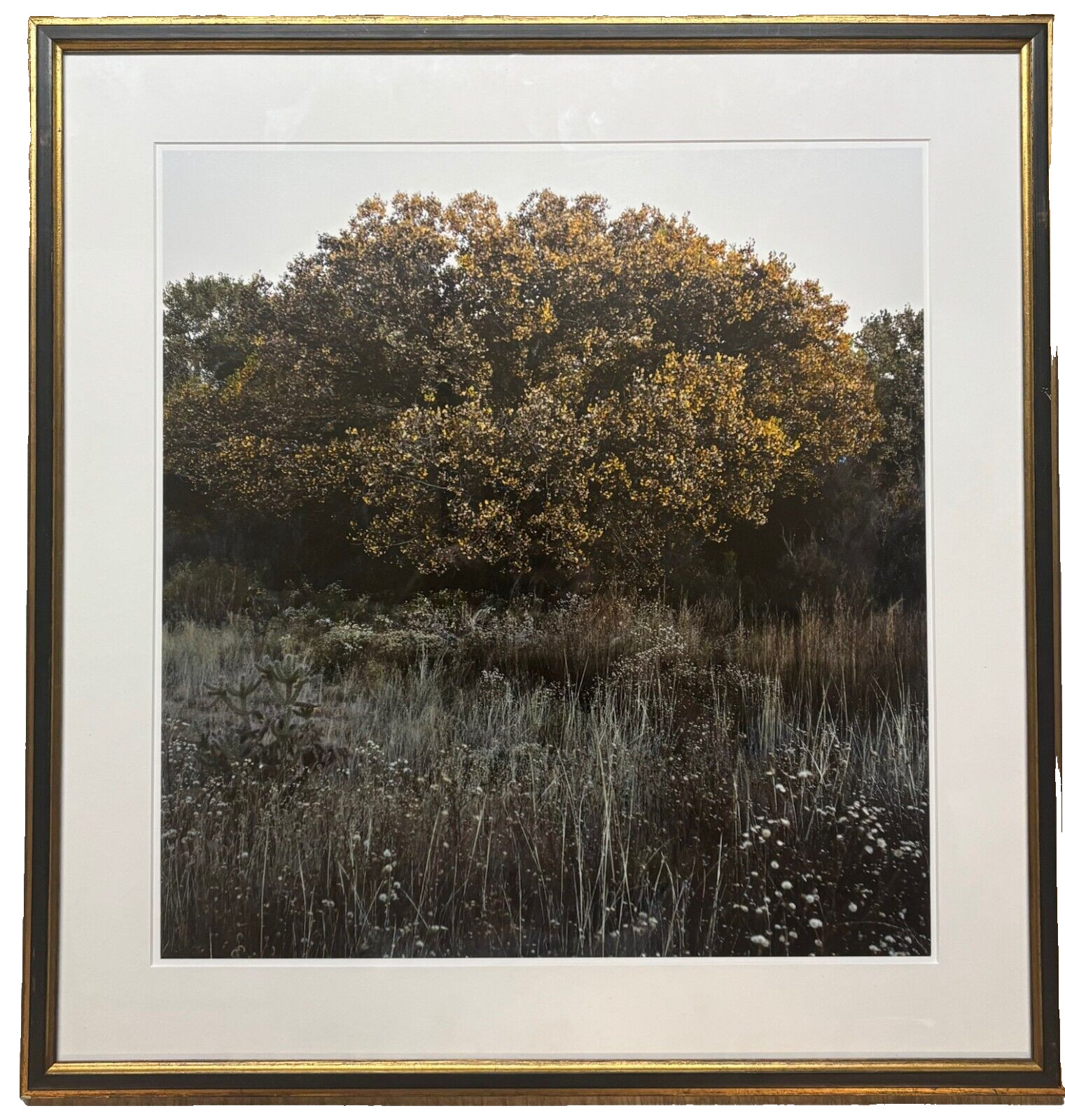 Vintage SUSANNAH HAYS ‘Star Vibrations’ SANTA FE New Mexico Landscape PHOTO