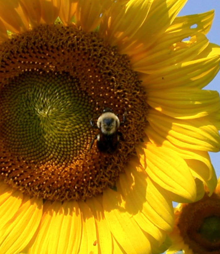 Bee on sunflower 8×8″ photograph print