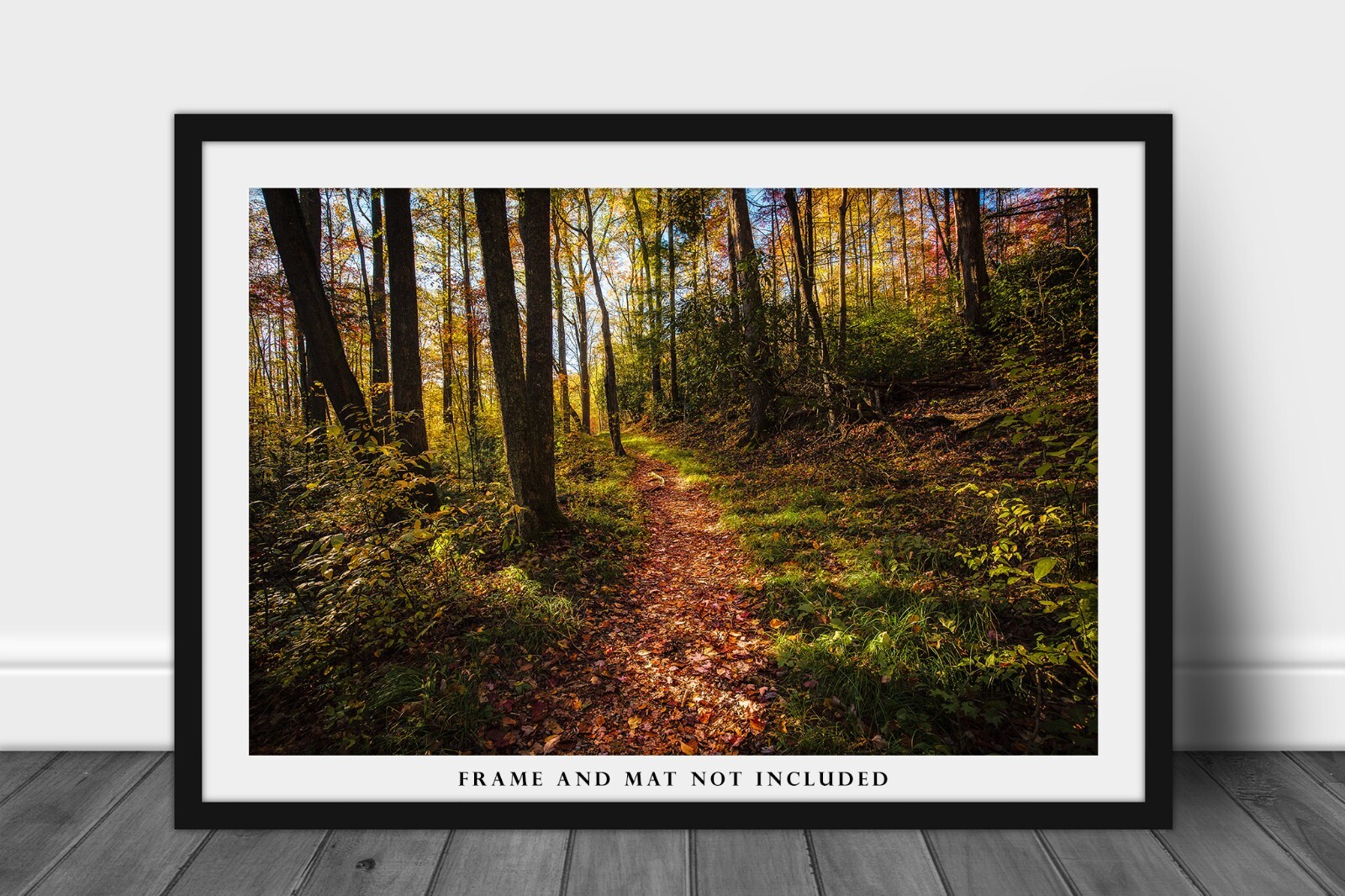 Great Smoky Mountains Photography Print – Hiking Trail in Forest in Tennessee