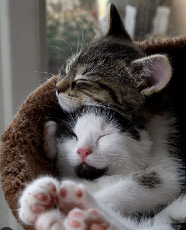 Sleeping Kittens – 500 Digital Pictures Photo Wallpaper Background Art Beautiful