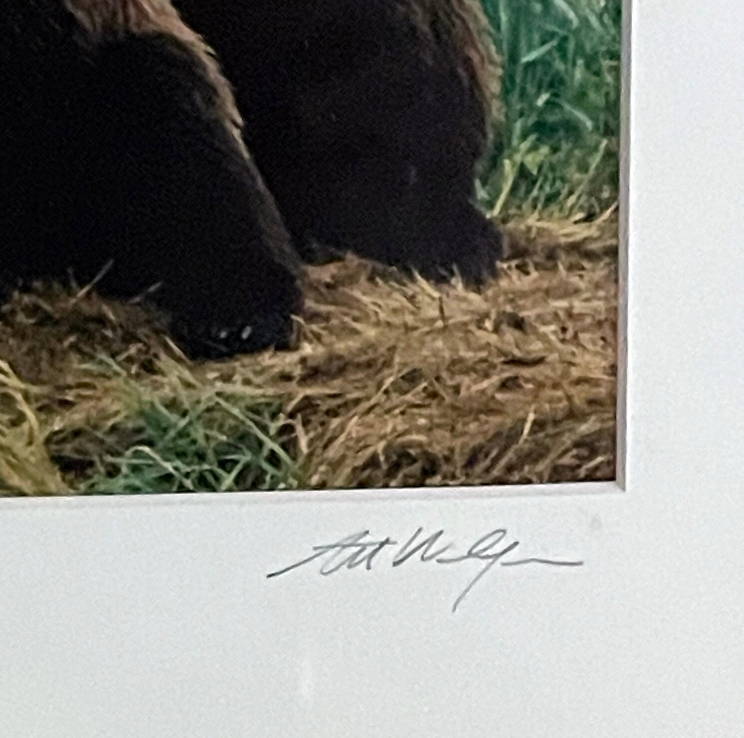 Art Wolfe Signed Wildlife Photograph Print/Framed 8×10 Bears