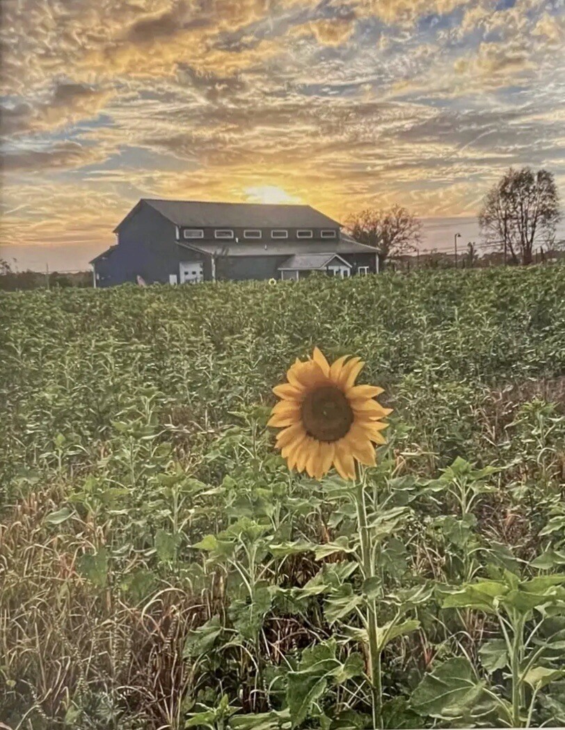8×10 glossy original photo. Original. Picture of a sunflower