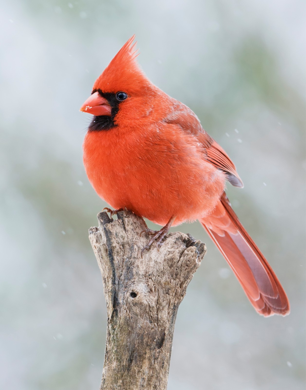 Northern Cardinal Bird 11×14 Photograph Print 11″x14″ #2