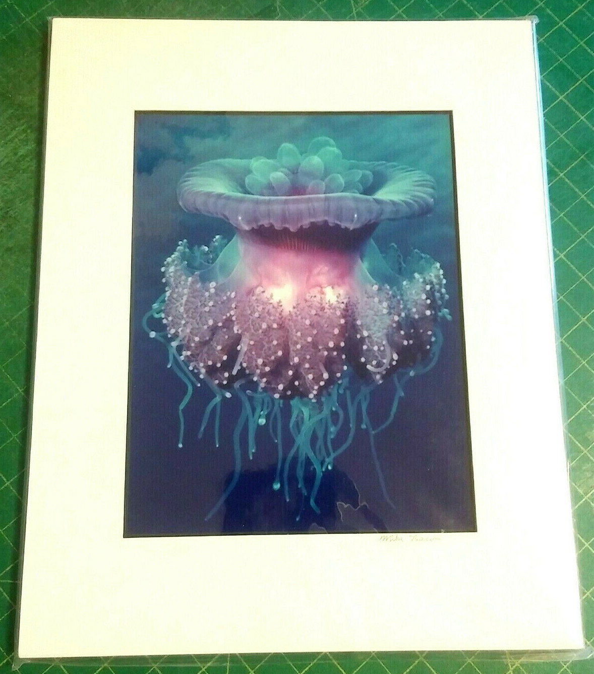 Jellyfish Photograph By Mike Bacon, 5×7 In 8×10 Mat