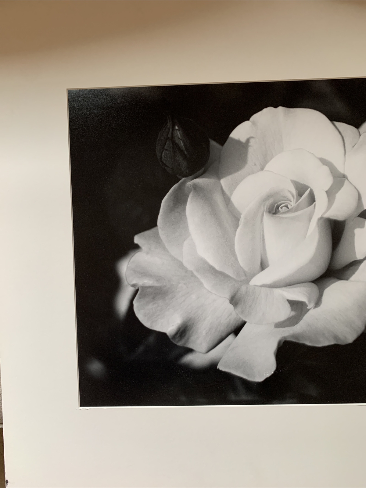C. Goodman 2002 Original Signed Macro Photography White Rose 25×27.5 Matted