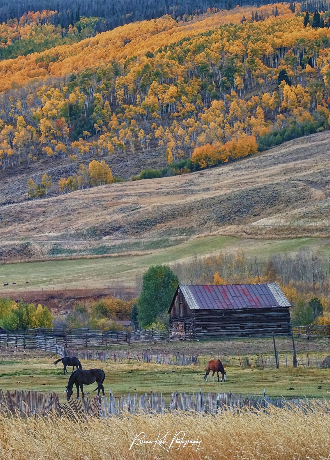 Autumn Forest Horse Barn-Landscape Photograph Nature Rural Wall Art Framed Print