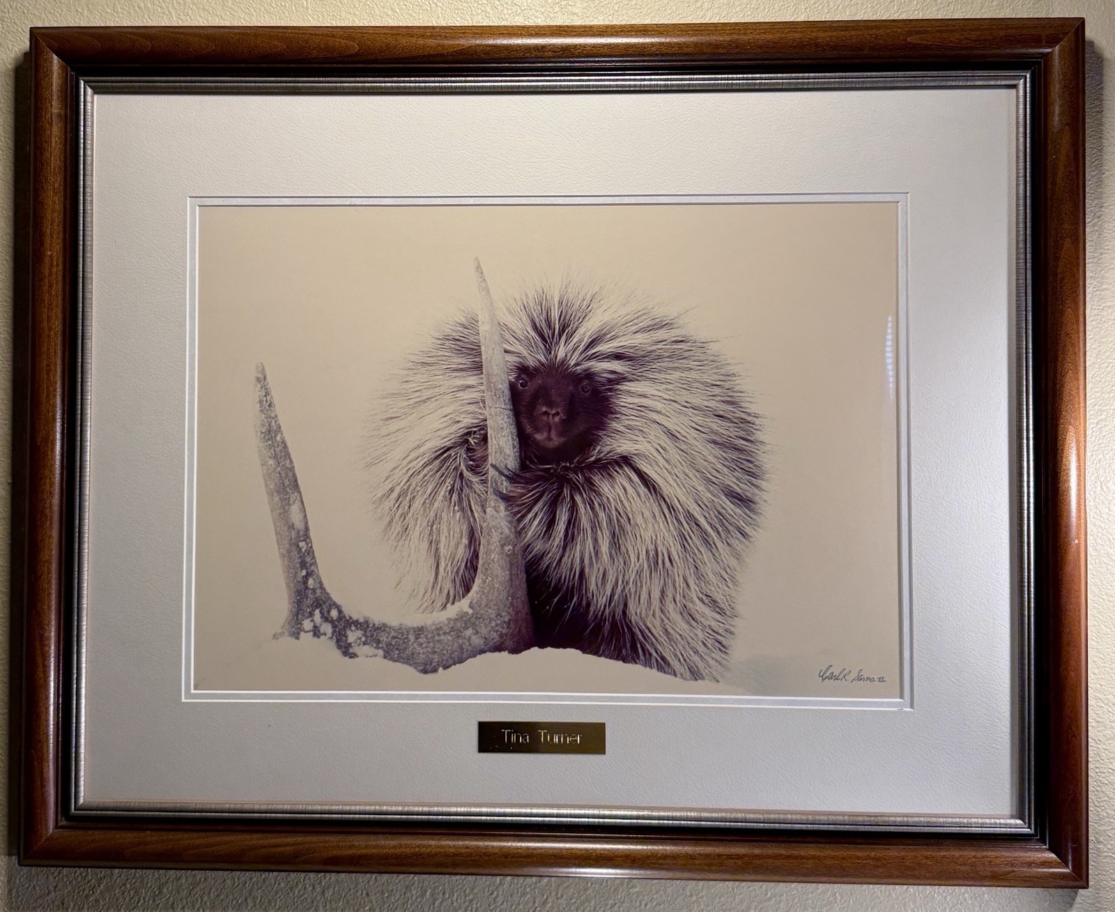 Framed Wildlife Photography “Porcupine In Snow W/Antler” Titled “Tina Turner”