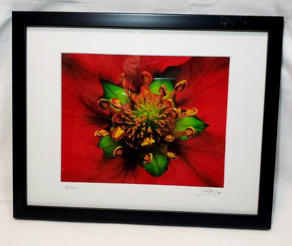 Inside the Flower Brilliant Red Photo Signed an Dated Matted an Framed 12″x15″