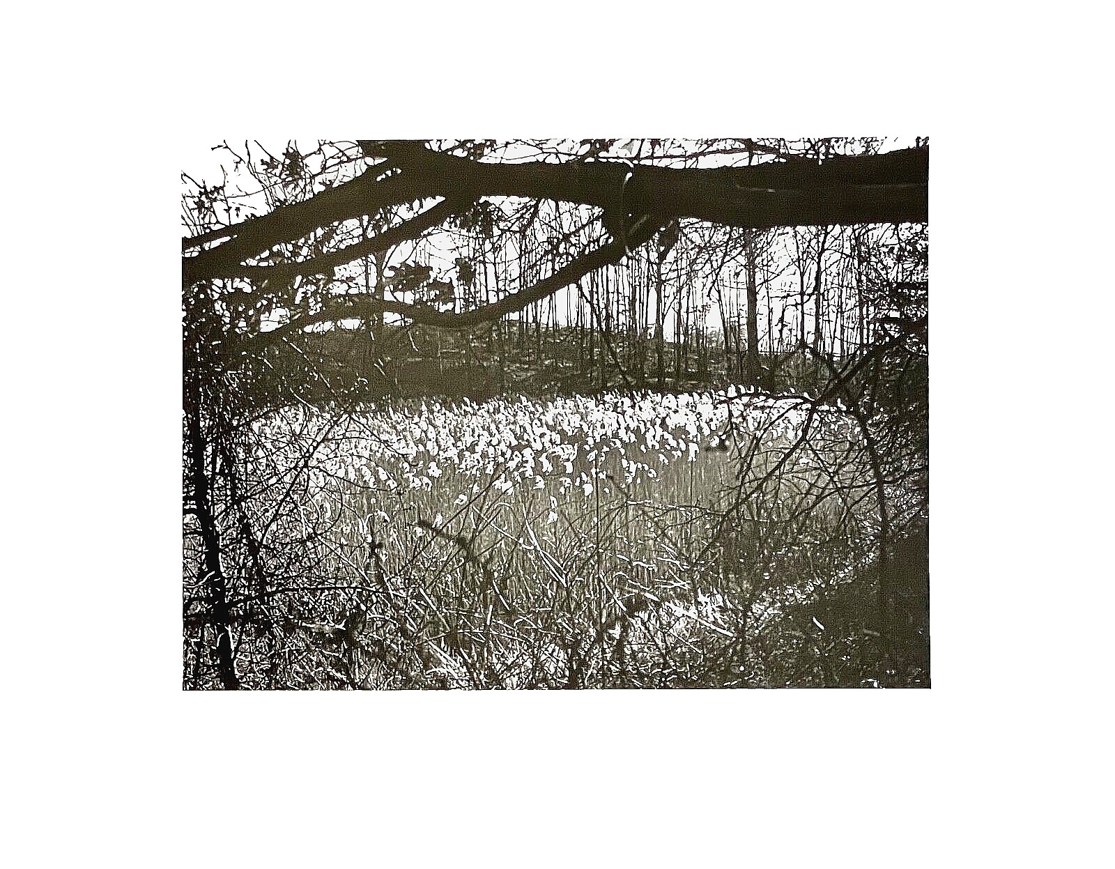 Original SIGNED N. JAY JAFFEE Gelatin Silver Photograph (Flowers in Landscape)